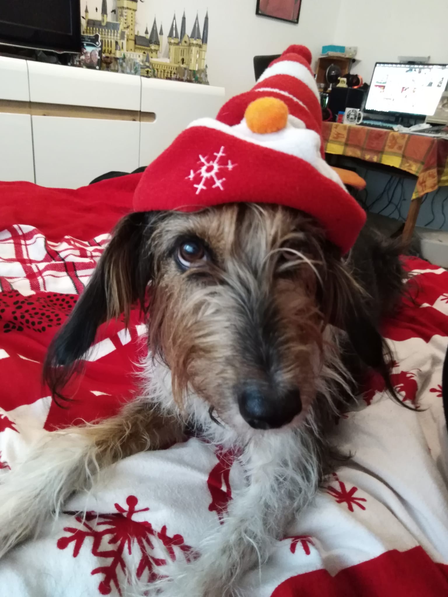 Auch Daisy wünscht allen ein friedliches und frohes Fest!