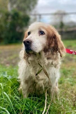 Hunde aus dem Süden - Home